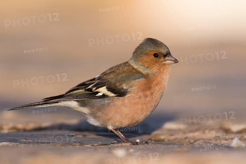 Chaffinch - Buchfink - Fringilla coelebs ssp. coelebs, Spain, male