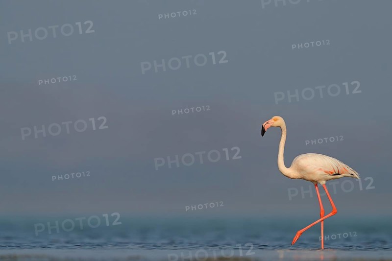 Pink flamingo, (Phoenicopterus ruber), Phoenicopterus roseus, animals, birds, flamingo, biotope, habitat, waters, foraging, Lesbos, Salalah, Dhofar, Greece