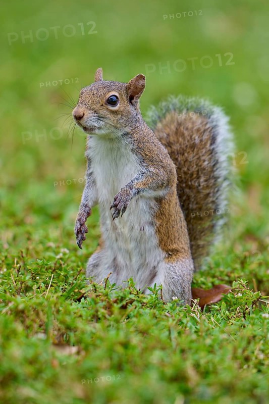 Grey Squirrel (Sciurus carolinensis), on meadow, springtime, Florida, USA
