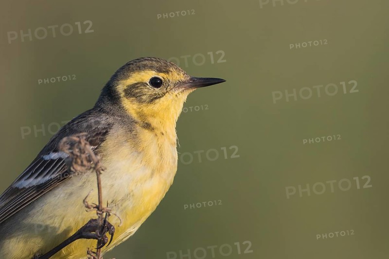 Citrine Wagtail - Zitronenstelze - Motacilla citreola ssp. citreola, Russia