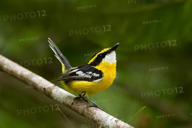 Yellow-breasted Boatbill (Machaerirhynchus flaviventer secundus) male, Queensland, Australia