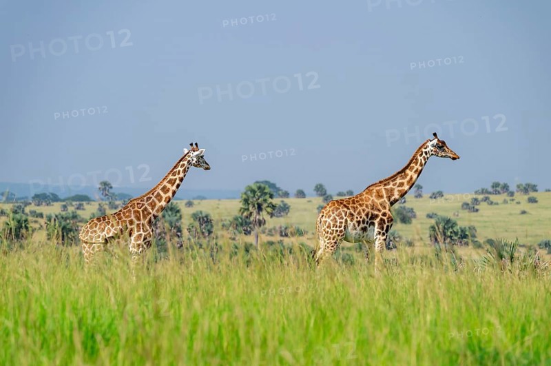 Rothschild's giraffes (Giraffa camelopardalis rothschildi) in green grass, Murchison Falls National Park, Uganda