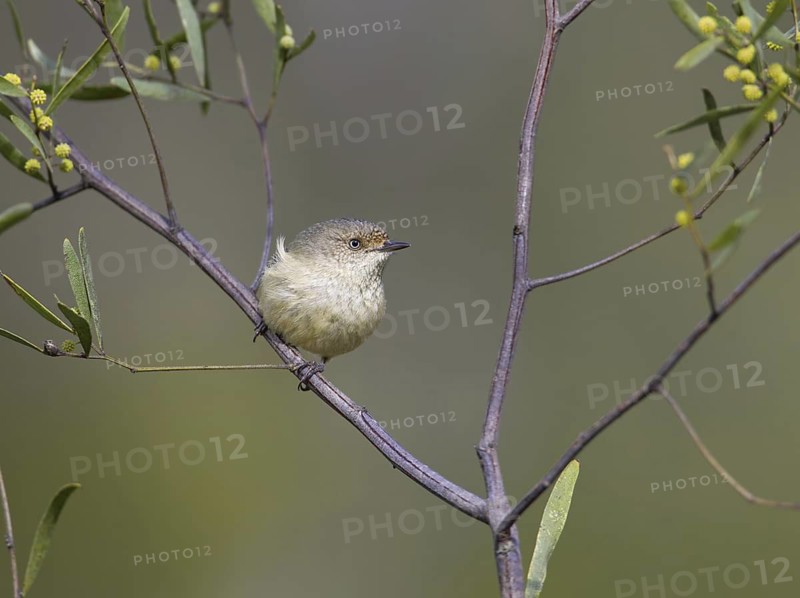 Buff-rumped Thornbill (Acanthiza reguloides), Victoria, Australia