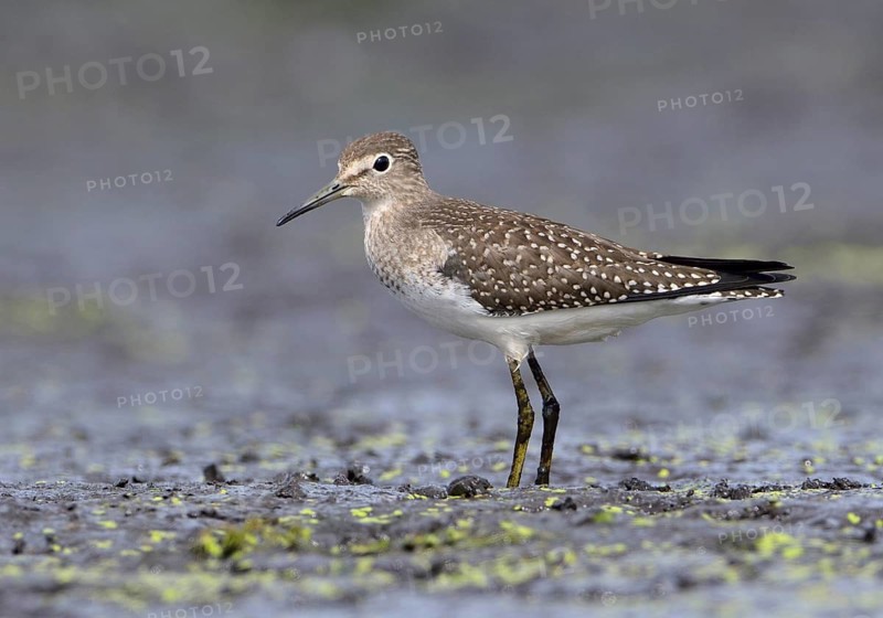 Solitary Sandpiper (Tringa solitaria), British Columbia, Canada