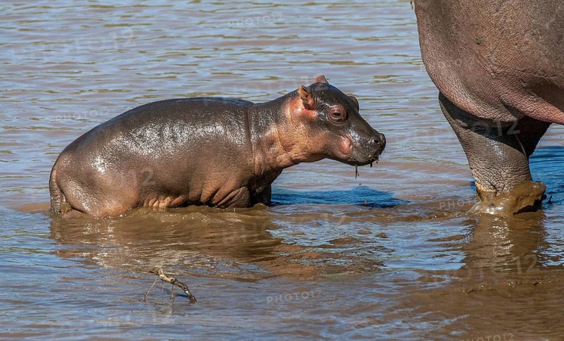 Hippopotamus with young, (Hippopotamus amphibius), hippo, hippo, Masai Mara, Kenya