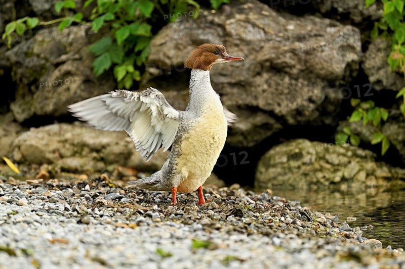 Goosander (Mergus merganser), female shaking her wings, Lake Zug, Cham, Canton Zug, Switzerland