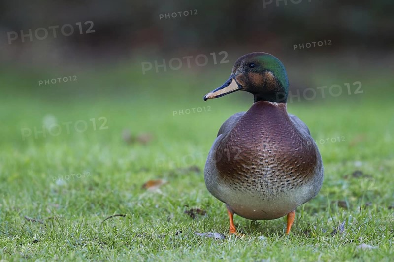 Hybrid: Gadwall x Mallard (Mareca strepera x Anas platyrhynchos) Bavaria, Germany