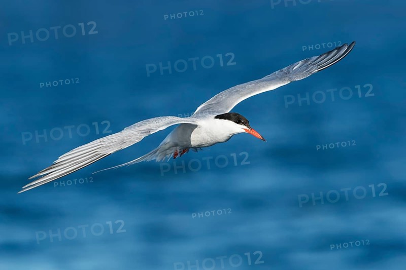 Common Tern (Sterna hirundo) flying, Eilat, Israel