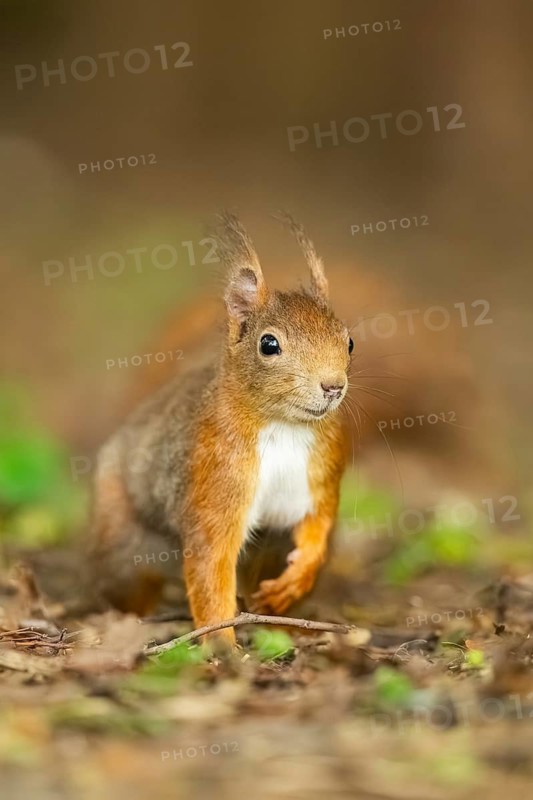 Red squirrel (Sciurus vulgaris) in a forest, Bavaria, Gernany