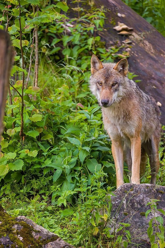 A eurasian gray wolf (Canis lupus lupus) stands on a hill between rocks and logs, watching something