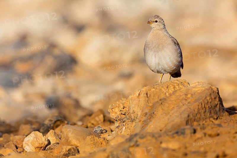 Arabian desert partridge, (Ammoperdix heyi), Arabian desert partridge, eastern sand grouse, animals, birds, sand partridge, pheasant family, chicken birds, desert chickens, sand grouse, Celias Waterhole, Ezuz, HaDarom, Israel