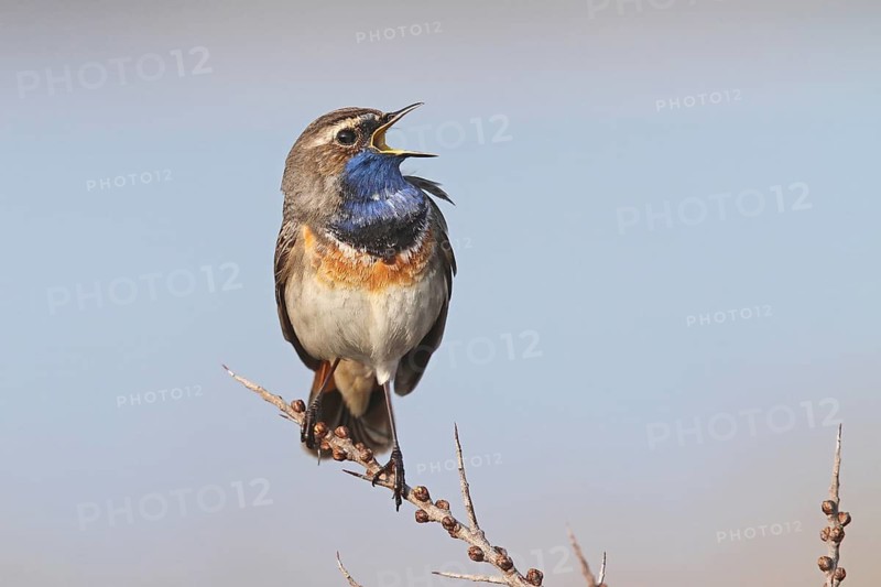 Bluethroat (Luscinia svecica cyanecula) male singing, Texel, Netherlands
