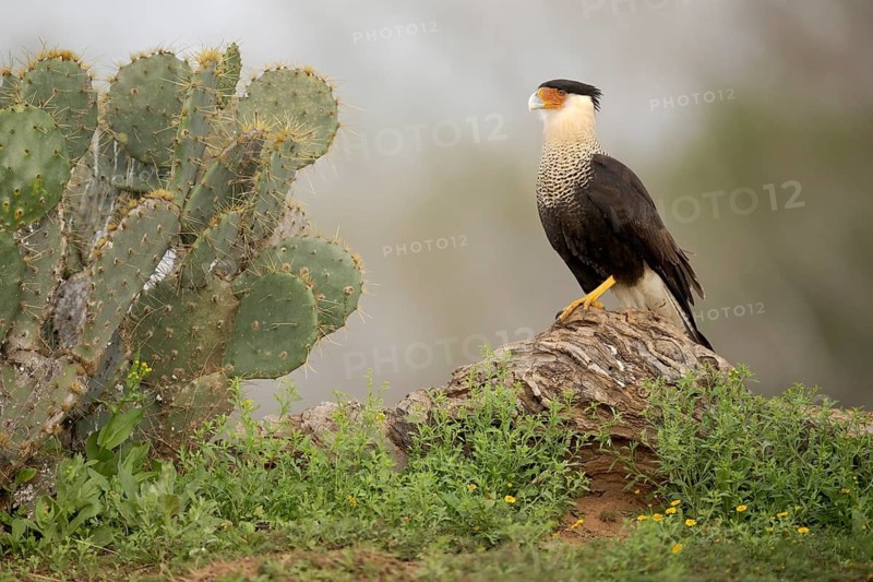 Northern Crested Caracara (Caracara cheriway), Texas, USA