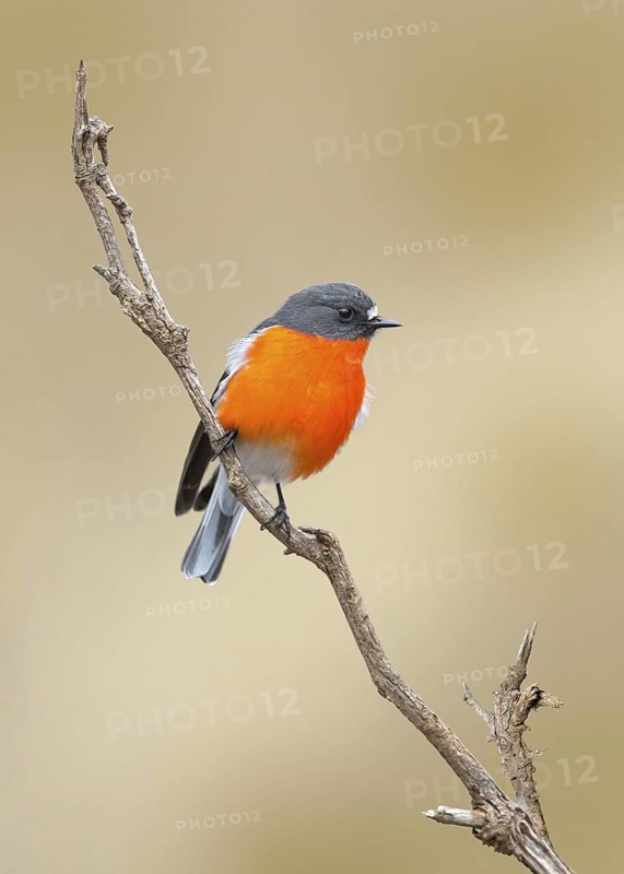 Flame Robin (Petroica phoenicea) male, Victoria, Australia