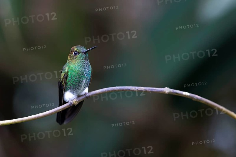 Greenish Puffleg (Haplophaedia aureliae caucensis) perched on a branch, Andes Mountains, Colombia