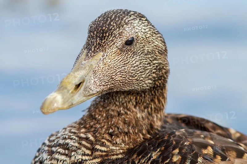 Common Eider (Somateria mollissima), female, Seahouses, United Kingdom
