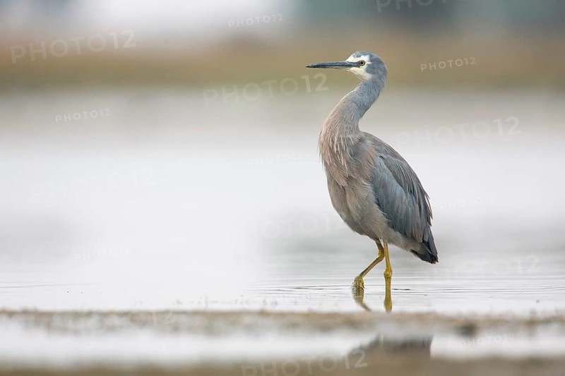 White-faced Heron (Egretta novaehollandiae), Victoria, Australia