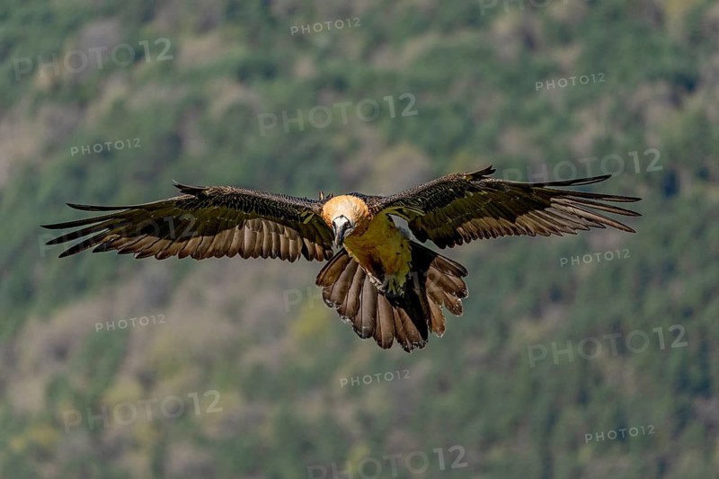 Bearded vulture (Gypeatus barbatus), in flight, Pyrenees, Spain