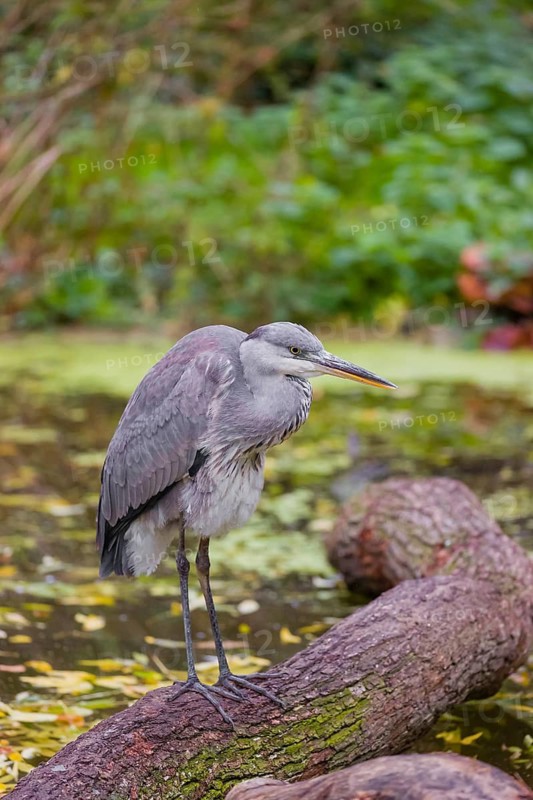 A Grey Heron, Ardea cinerea, stands on a log lying in a pond. Fresh green vegetation is in the background