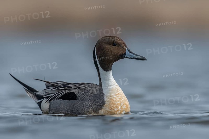 Northern Pintail (Anas acuta) male, Schleswig-Holstein, Germany