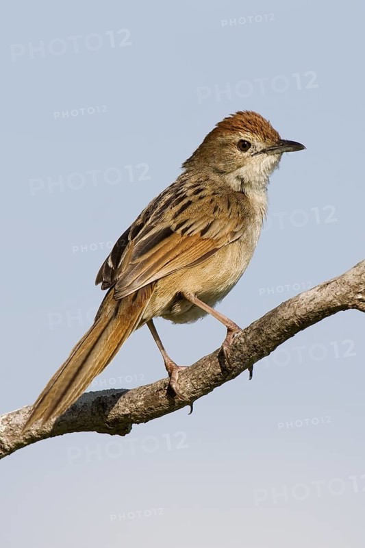 Tawny Grassbird (Megalurus timoriensis), Queensland, Australia