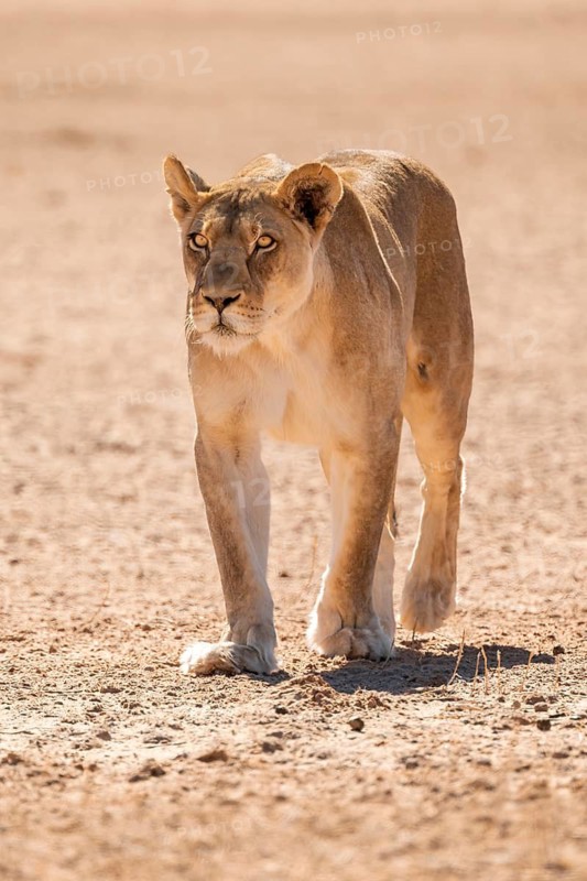 Lioness (Panthera leo) walking towards camera, Kgalagadi Transfrontier National Park, Northern Cape, South Africa