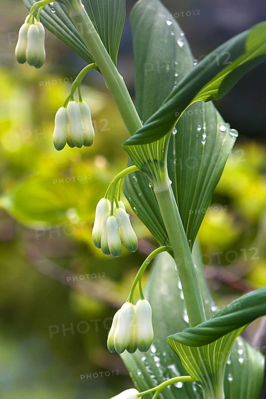 Flowers of a solomon's seal (Polygonatum multiflorum) with raindrops, Bavaria, Germany