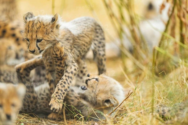 Cheetah (Acinonyx jubatus) youngsters playing with each other, captive, occurrence Africa