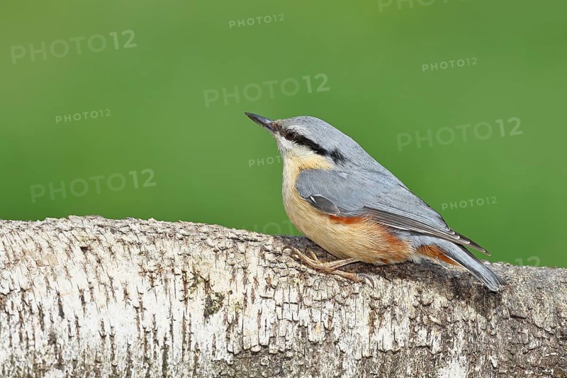 Nuthatch (Sitta europaea) sitting on a fallen birch trunk, Animals, Birds, Wilnsdorf, North Rhine-Westphalia, Germany