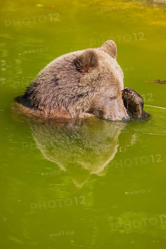 An adult female Eurasian brown bear (Ursus arctos arctos) playing in a small pond