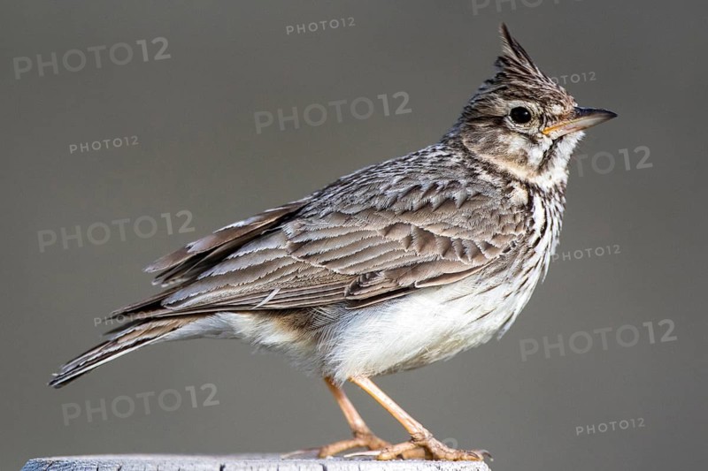 Thekla Lark (Galerida theklae) perched on a post, Castile and Leon, Spain