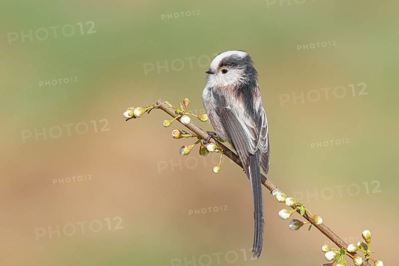 Long-tailed Tit (Aegithalos caudatus), sitting on a thin branch, spring, nature photography, wildlife, animals, birds, tits, Siegerland, North Rhine-Westphalia, Germany