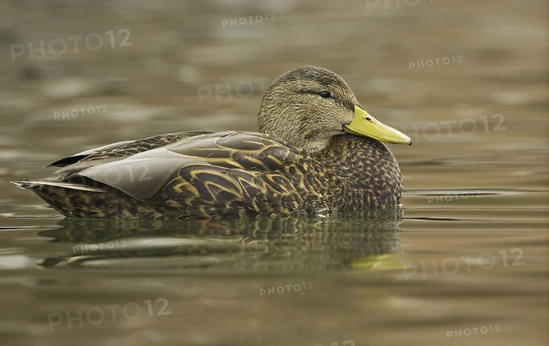 Mexican Duck (Anas diazi), New Mexico, USA