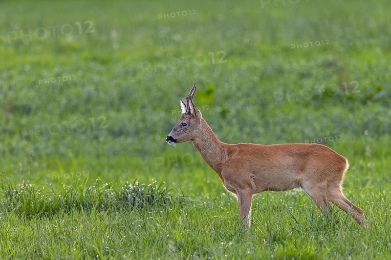 Such an old, experienced roebuck (Capreolus capreolus) knows exactly how to avoid the younger and stronger bucks in order to avoid a fight, leaf time, mating season, August, Germany