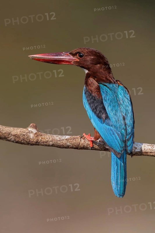 White-throated Kingfisher (Halcyon smyrnensis) perched on a branch, Malaysia