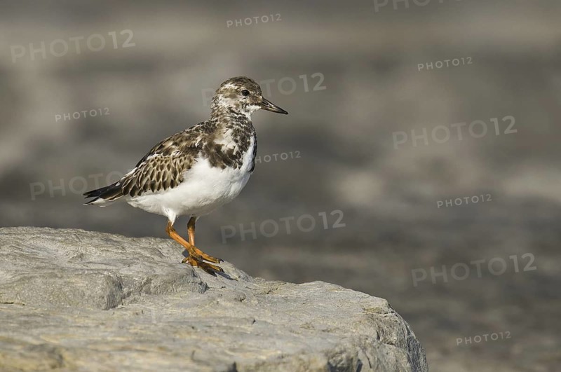 Ruddy Turnstone (Arenaria interpres), New Jersey, USA