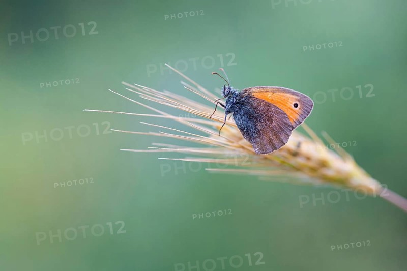 Small heath, Coenonympha pamphilus, Small Heath, Muselievo, ????????? / Muselievo, ?????? / Pleven, Bulgaria