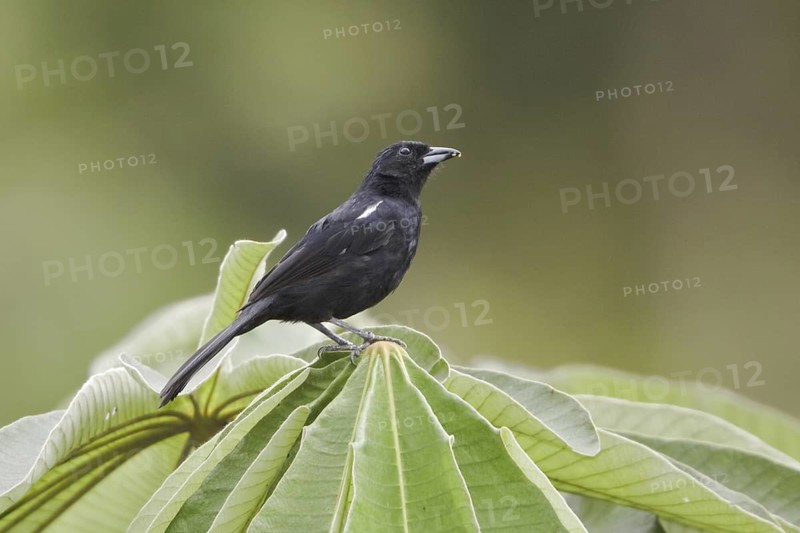 White-lined Tanager (Tachyphonus rufus) male, Ecuador