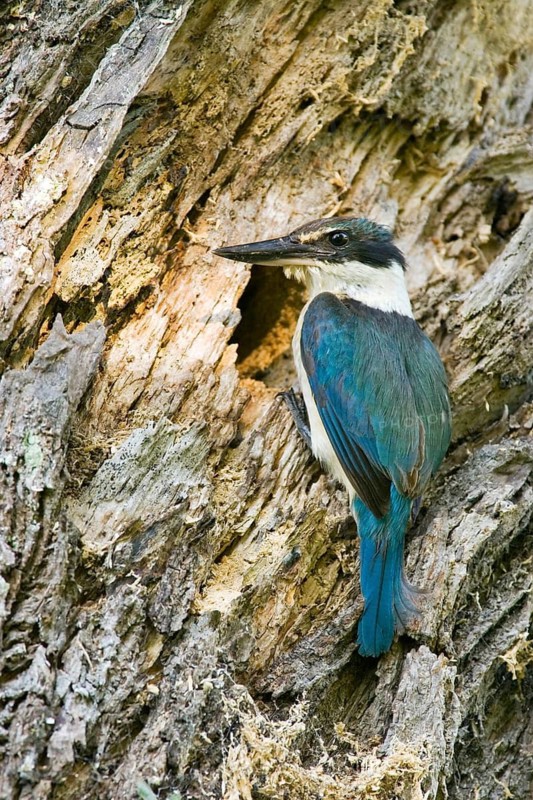 New Zealand kingfisher (Todiramphus sanctus vagans) at nest hole