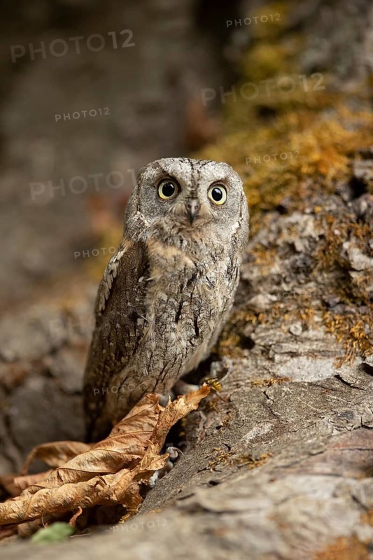 Eurasian Scops Owl (Otus scops) captive, juvenile, Germany