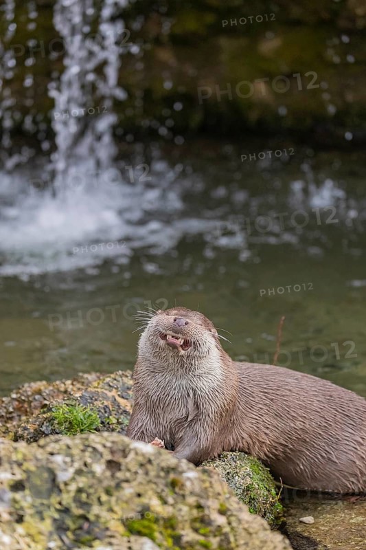 One Eurasian otter (Lutra lutra), sitting on a rock and feeding on a fisch. A little cascade in the background