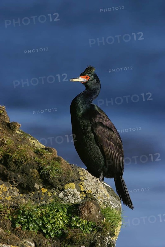 Red-faced Cormorant (Phalacrocorax urile), Alaska, USA