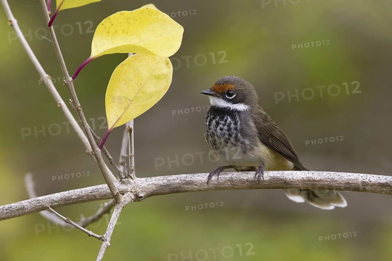 Rufous Fantail (Rhipidura rufifrons), Queensland, Australia