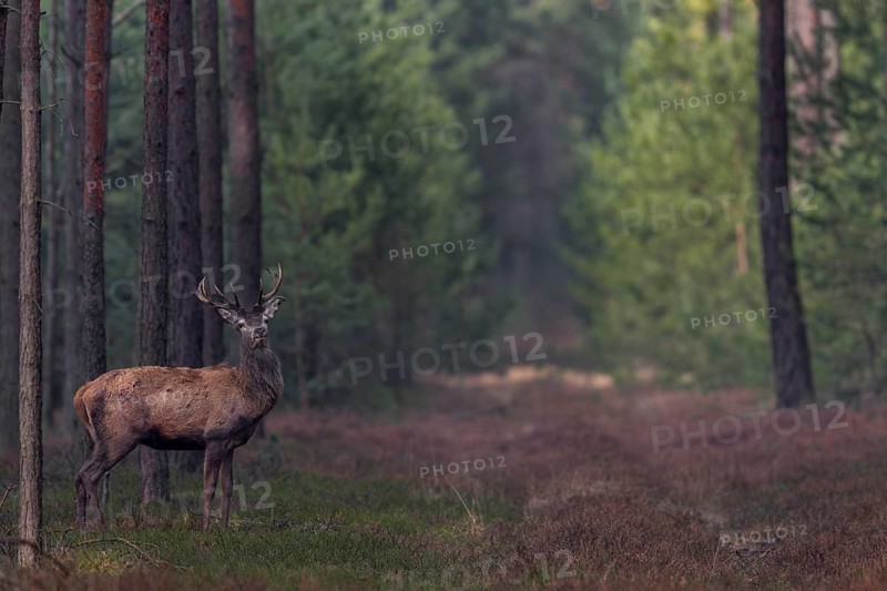 In mid-March, the younger red deer (Cervus elaphus) usually still wear their antlers, while the older members of the species shed their antlers from mid-February, shedding time, antler loss, March, Germany