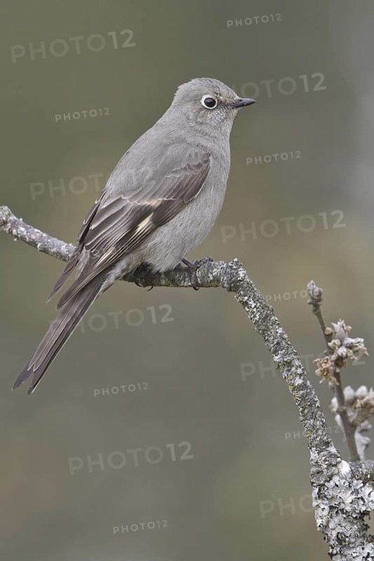 Townsend's Solitaire (Myadestes townsendi), British Columbia, Canada