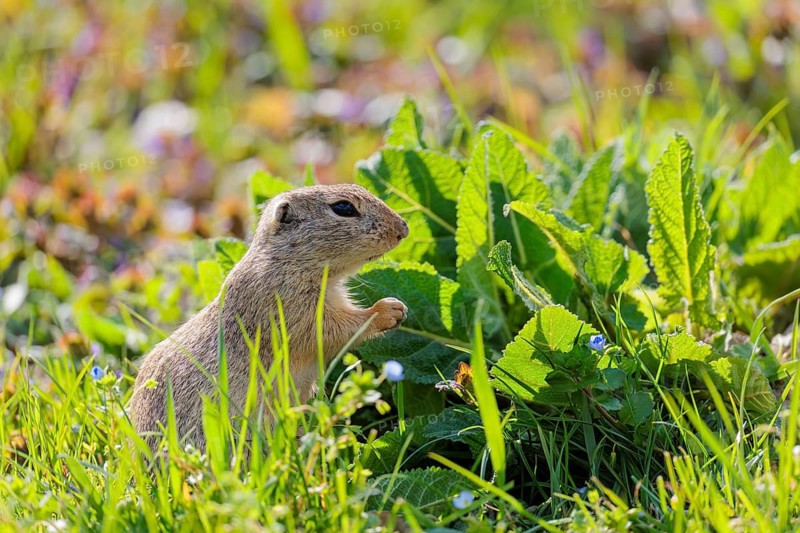 An adult ground squirrel (Spermophilus citellus) eats leaves and flowers on a sunny day in a green meadow with tall vegetation. Austria