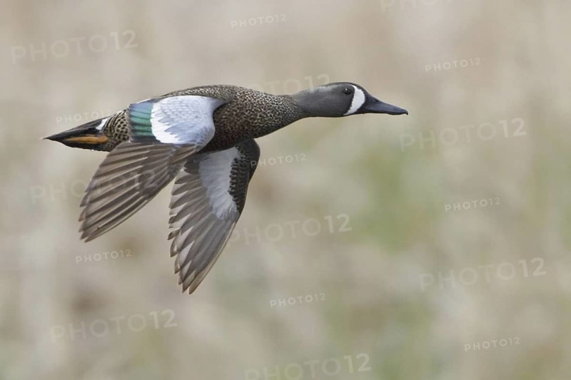 Blue-winged Teal (Spatula discors) male flying, Alberta, Canada
