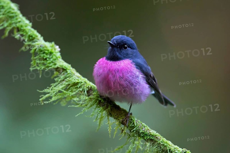 Pink Robin (Petroica rodinogaster) male perched on a mossy branch, Victoria, Australia
