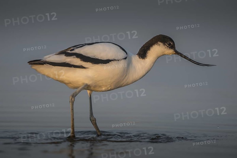 Pied Avocet (Recurvirostra avosetta), Schleswig-Holstein, Germany