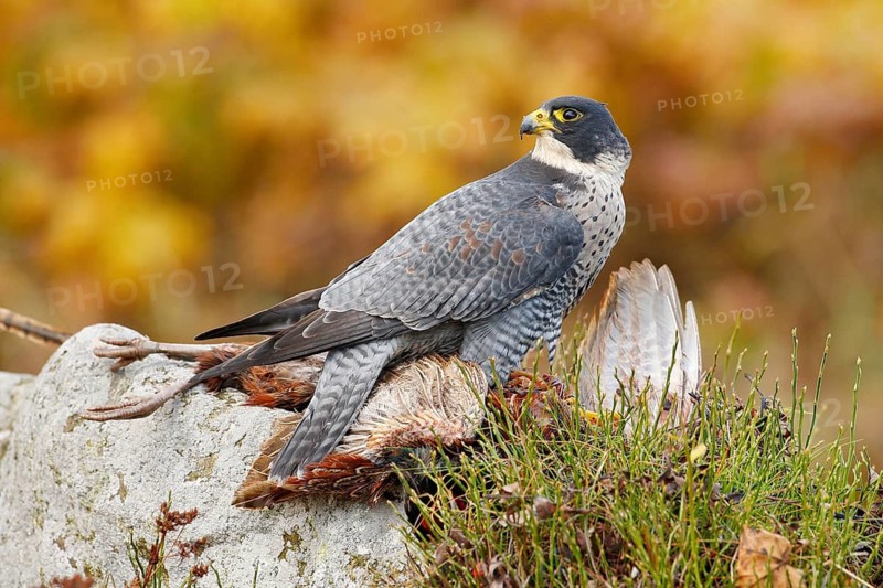 Bird hehaviour, falcon catch big bird. Peregrine Falcon feeding kill pheasant on the rock with yellow and orange autumn background. Wildlife scene from nature. Birds of prey in the nature habitat